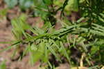 Narrowleaf mountainmint